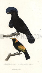 Amazonian umbrellabird and regent bowerbird.