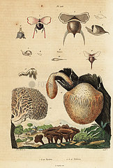 Sea snails and mushrooms.