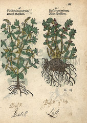 Basil varieties  Ocimum basilicum.