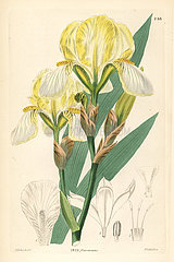 Hungarian iris  Iris variegata