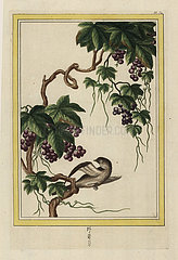 Grapevine  Vitis vinifera.