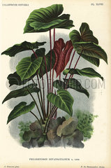 Philodendron devansayeanum.