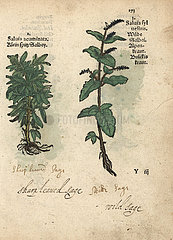 Sage  Salvia acuminata  and wood sage  Salvia sylvestris.