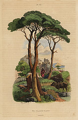 Stone pine tree  Pinus pinea.