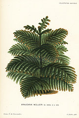 Araucaria muelleri conifer tree.
