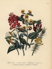 Lalage  scottia  templetonia and other species.