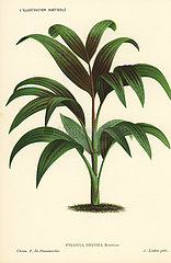 Pinanga decora palm tree.
