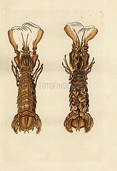 Mantis shrimp  Squilla mantis.