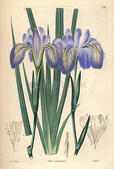 Himalayan iris  Iris decora