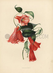 Chilean bellflower or copihue  Lapageria rosea.