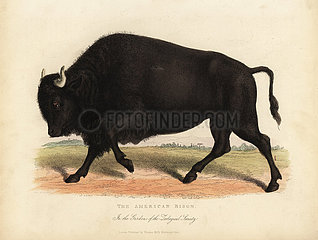 American bison or buffalo  Bison bison.