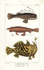 Angler fish  longnose batfish  and Sargassumfish.