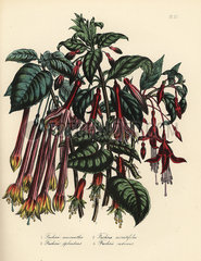 Fuchsia species.