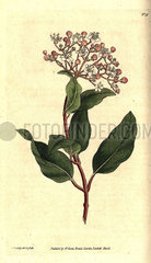Common laurustinus  Viburnum tinus.
