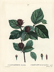 Carolina spicebush or eastern sweetshrub  Calycanthus floridus.
