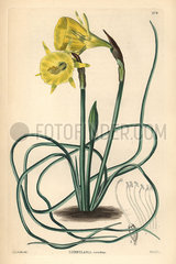 Hoop-petticoat daffodil  Narcissus bulbocodium.