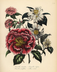 Camellia and tea species.