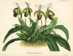 Paphiopedilum spicerianum orchid.