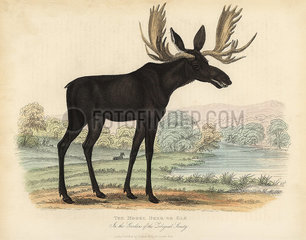 Moose or elk  Alces alces.