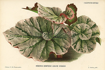 Begonia rex cultivar  Comtesse Louise Erdody.