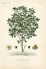 Tea tree or tea plant  Camellia sinensis.