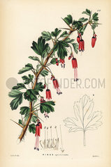 Fuchsia-flowered gooseberry  Ribes speciosum.