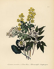 Epimedium  lion's leaf  Jeffersonia and Diphylleia species.