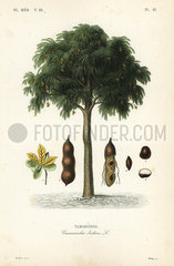 Tamarind tree  Tamarindus indica.