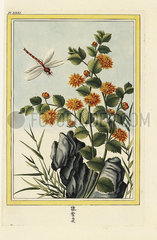 Chyrsanthemum indicum.