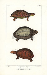 Spot legged  flapshell and helmeted turtles.