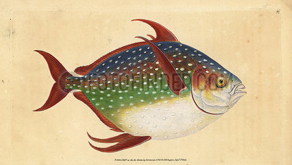 Opah or king fish  Lampris guttatus.