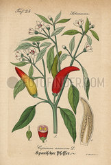 Chili pepper  Capsicum annuum.