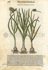 Garlic  Allium sativum.