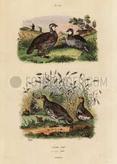 Red-legged partridge  Lectures rufa  and grey partridge  Perdix perdix.