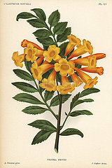 Trumpetbush variety  Tecoma x smithii.