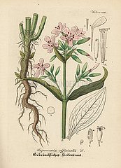 Soapwort  Saponaria officinalis.