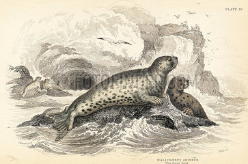 Grey seal  Halichoerus grypus.