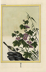 Chinese hibiscus  HIbiscus rosa-sinensis.