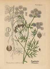 Coriander or cilantro  Coriandrum sativum.