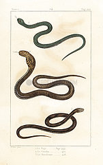 Indian  Peruvian and Brazilian cobras.