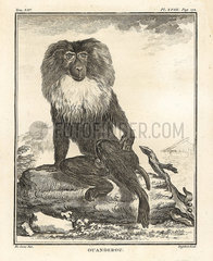 Lion-tailed macaque or wanderoo  Macaca silenus. Endandered.