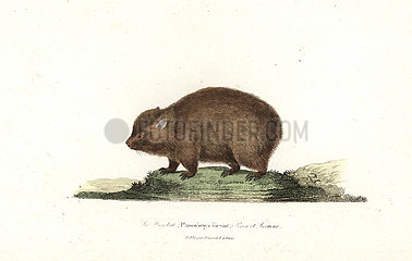 Wombat  Vombatus ursinus.