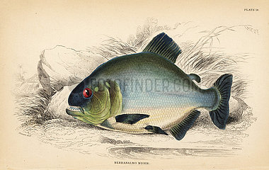 Red-eye piranha  Serrasalmus rhombeus.