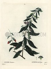 Goji berry or Chinese boxthorn  Lycium chinense.