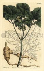 American ginseng  Panax quinquefolius.