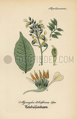Balsam of Peru  Myroxylon balsamum.