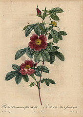 Cinnamon rose  Rosa majalis.