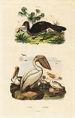American white pelican  Pelecanus erythrorhynchos  and Spix's guan  Penelope jacquacu.