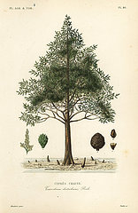 Bald cypress or swamp cypress tree  Taxodium distichum.