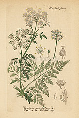 Poison hemlock  Conium maculatum.